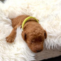 Johnny - Red  male Goldendoodle puppy in Spokane, Washington from Goldendoodles on the Prairie