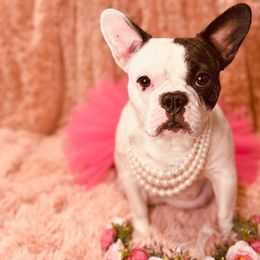 French Bulldogs from Regal Pups