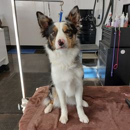 Rosalie - Border Collie