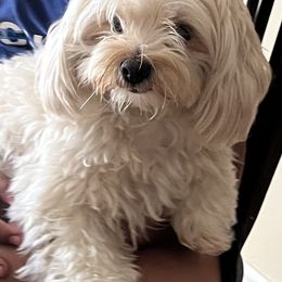 Maltipoo puppies from Joy-fur puppies