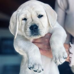Labrador Retrievers from Heatherdowns Labradors, Ltd