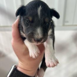 Teal - Black white and tan female Shetland Sheepdog puppy in Fontanelle, Iowa from Jensen Farms Shelties