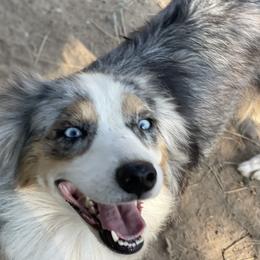 Aussiedoodles and Australian Shepherds from Young Gun Aussies