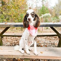 AKC Rocky - Phantom male Poodle puppy in Rock Island, Oklahoma from Virelle Poodles