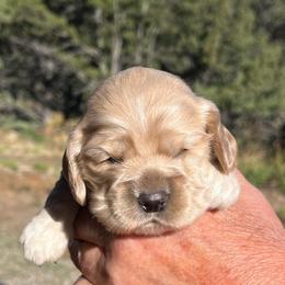 Girl 1 - Buff female Cocker Spaniel puppy in Trinidad, Colorado from Sweet Cockers