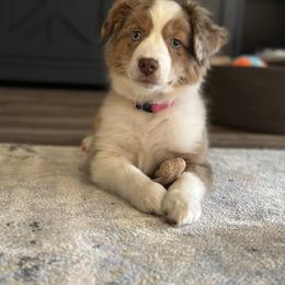 Miniature Australian Shepherd Puppies from Highland Hills Mini Aussies