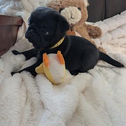 Yellow - Black male Pug puppy in Vancouver, Washington from Swift Pugs