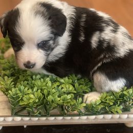 Miniature Australian Shepherd Puppies from Little Sooner Aussies