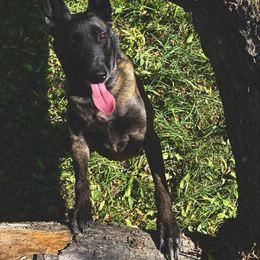 Coco - Belgian Malinois