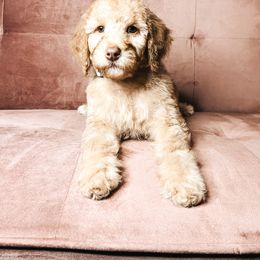 Goldendoodle Puppies from The Doting Doodle