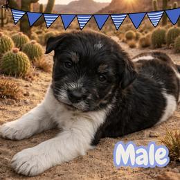 Male - Parti male Miniature Schnauzer puppy in Yerington, Nevada from The Schnauzer Lady