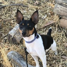 Everest - Rat Terrier