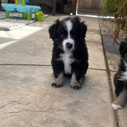 Black Tri male 2 - Black tri male Miniature Australian Shepherd puppy in Denair, California from CenCal Mini Aussies