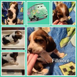 Fillmore - Black white and tan male Basset Hound puppy in Mill Springs, North Carolina from Mountain View Basset Hounds