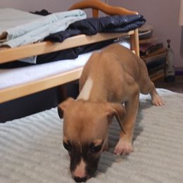 Girl 4 - Red female Whippet puppy in Virginia from RAJOPA WHIPPETS