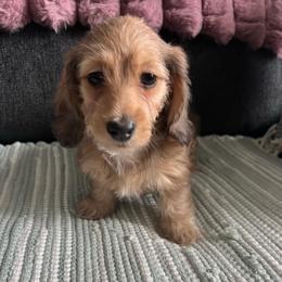 Waverly - Red female Dachshund puppy in Ocala, Florida from Weenie Boops