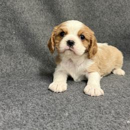 Blossom - Blenheim female Cavalier King Charles Spaniel puppy in Fresno, California from CaliCavaliers