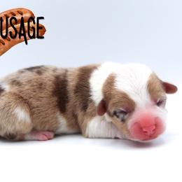 Sausage - Sable male Pembroke Welsh Corgi puppy in Star City, Arkansas from Say When Corgi Co.