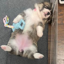 Pembroke Welsh Corgi Puppies from Rainbow Corgi Farms