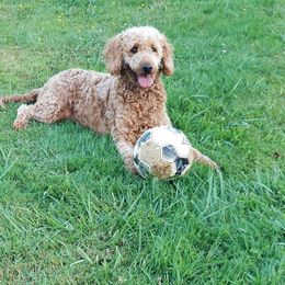 Rosie - Goldendoodle