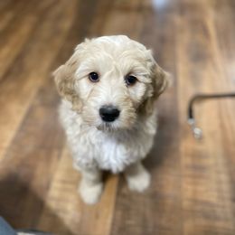 Cindy Lou - Cream Goldendoodle puppy in Rushmore, Minnesota from Country Side doodles and poodles