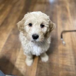 Cindy Lou - Cream Goldendoodle puppy in Rushmore, Minnesota from Country Side doodles and poodles