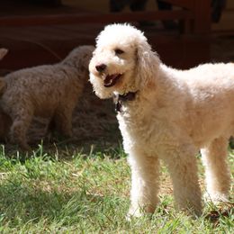 Goldendoodle Puppies from FurEver Friends Doodles