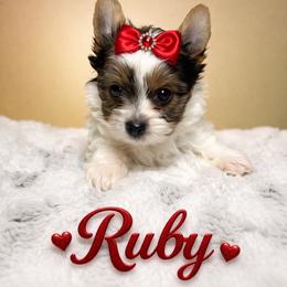 Ruby - Parti female Yorkshire Terrier puppy in Concord, California from Puppy Boutique