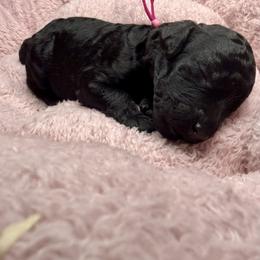Poodle Puppies from Risa Poodles