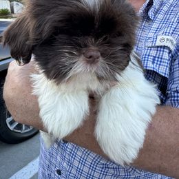 Girl2 - Liver and white female Shih Tzu puppy in Houston, Texas from Paws n Claws