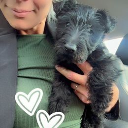 Princess kisses - Brindle female Scottish Terrier puppy in Mancelona, Michigan from Stefany Farm of Happiness