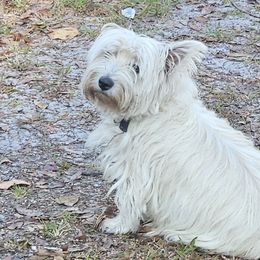 Vivienne - West Highland White Terrier