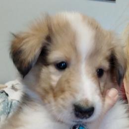 Lord Balerion - Sable merle and white male Collie puppy in Elmhurst, Illinois from Stacey's Collies