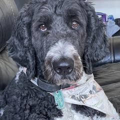 Labradoodle and Saint Berdoodle Puppies from ProAct Canines