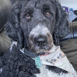 Labradoodle and Saint Berdoodle Puppies from ProAct Canines