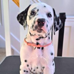 Dalmatian Puppies from Spotted Theory