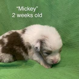 Mickey - Red merle male Australian Shepherd puppy in Hammond, Louisiana from Gold Ring Australian Shepherds