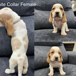Basset Hound Puppies from Terry Farms