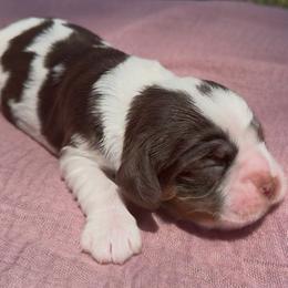 Stormfly - Brown white and tan female Cocker Spaniel puppy in Deer Park, Texas from Southern Sunset Cockers