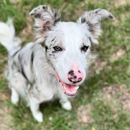 Devi - Border Collie