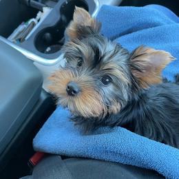 Yorkshire Terrier Puppies from Real Yorkies of NorCal