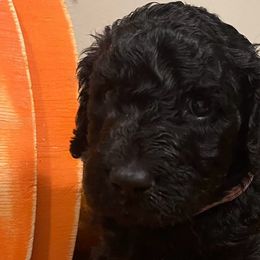 Lucy - Goldendoodle puppy in Hamilton, Alabama from Breedadoodle