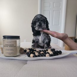 Oreo - Blue roan female Cocker Spaniel puppy in Corcoran, California from Sweet Heart Cockers