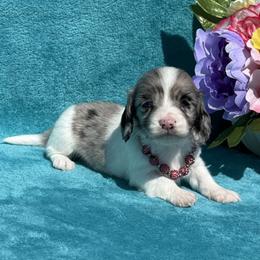 Tia - Dapple female Dachshund puppy in Lincoln, Arkansas from Red Dirt Dachshunds