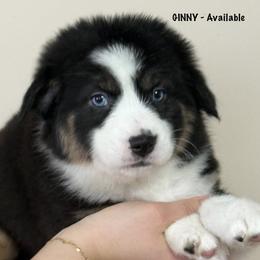 Ginny - Black tri-color female Australian Shepherd puppy in Gowen, Michigan from XA AUSTRALIAN SHEPHERDS
