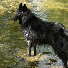 Belgian Sheepdogs from Poetry’s Bend Belgian Sheepdogs