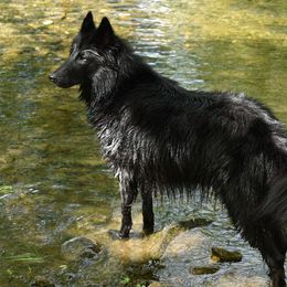Belgian Sheepdogs from Poetry’s Bend Belgian Sheepdogs