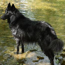 Belgian Sheepdogs from Poetry’s Bend Belgian Sheepdogs