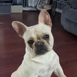 Rosey - French Bulldog