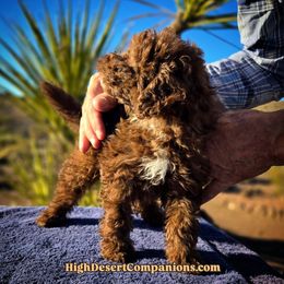 Charlie - Brown and white male Aussiedoodle puppy in Dolan Springs, Arizona from High Desert Companions